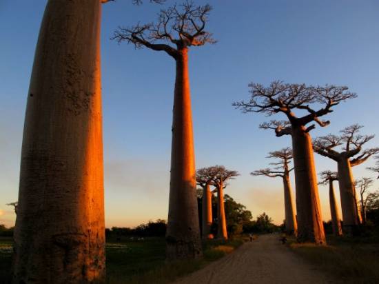 Legenda baobabului